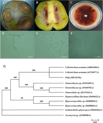 Efficacy and Mechanism of Cinnamon Essential Oil on Inhibition of Colletotrichum acutatum Isolated From ‘Hongyang’ Kiwifruit